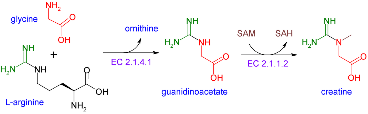 Diagram illustrating the biochemical synthesis pathway of creatine from its precursors. Glycine and L-arginine react via enzyme EC 2.1.4.1 to form guanidinoacetate, which then reacts with SAM (S-adenosylmethionine) via enzyme EC 2.1.1.2 to produce creatine and SAH (S-adenosylhomocysteine).