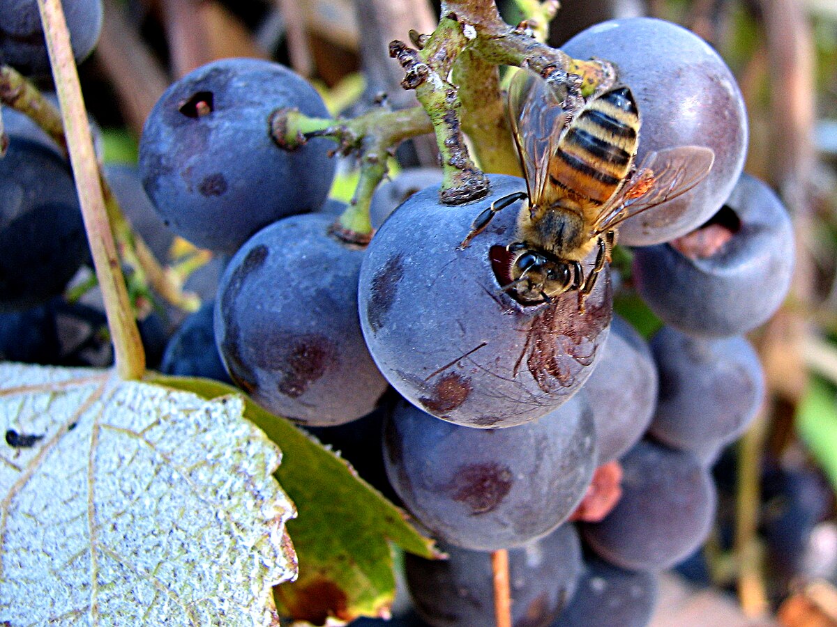 Close-up photograph of a honeybee feeding on a cluster of ripe purple grapes. The bee is perched directly on a damaged grape, extracting juice while surrounded by other dark red and purple berries and a green vine leaf.