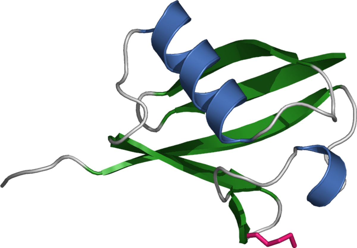 Ribbon diagram of ubiquitin, a highly conserved protein that acts as a molecular tag for protein degradation by the proteasome. The diagram shows alpha-helices in blue, beta-sheets in green, and loops in grey, with a C-terminal tail in magenta.