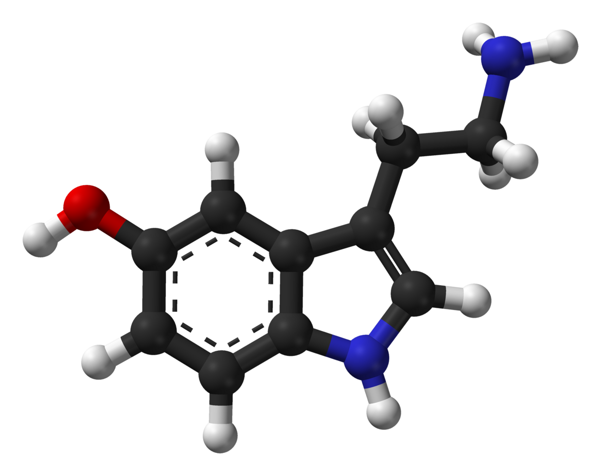 3D ball-and-stick model of a serotonin molecule. Carbon atoms are black, hydrogen atoms are white, oxygen atoms are red, and nitrogen atoms are blue.