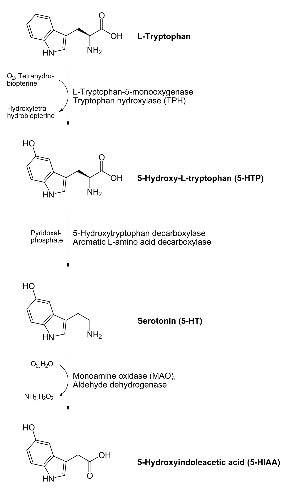 Diagram illustrating the biosynthesis pathway of serotonin from L-Tryptophan. The pathway shows the conversion of L-Tryptophan to 5-Hydroxy-L-tryptophan (5-HTP) by L-Tryptophan-5-monooxygenase (Tryptophan hydroxylase, TPH), and then to Serotonin (5-HT) by 5-Hydroxytryptophan decarboxylase (Aromatic L-amino acid decarboxylase). Serotonin is further metabolized to 5-Hydroxyindoleacetic acid (5-HIAA) by Monoamine oxidase (MAO) and Aldehyde dehydrogenase.