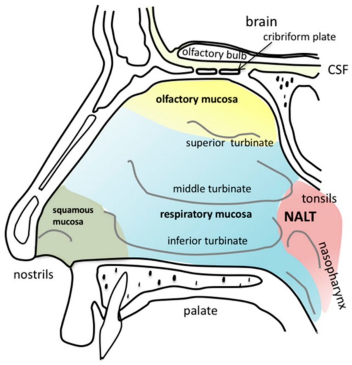 Diagram illustrating the anatomy of the human nasal cavity with different mucosal regions highlighted. Labeled structures include "nostrils", "palate", "squamous mucosa", "respiratory mucosa", "olfactory mucosa", "inferior turbinate", "middle turbinate", "superior turbinate", "olfactory bulb", "cribriform plate", "brain", "CSF", "tonsils", "NALT", and "nasopharynx".