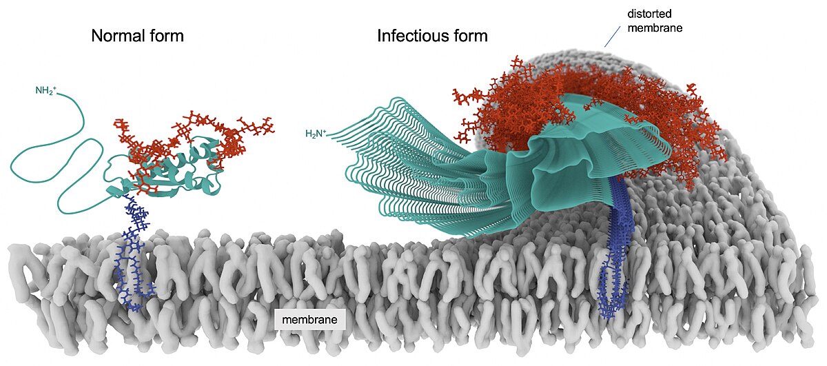 Diagram illustrating models of normal (PrPC) and infectious (PrPSc) forms of prion protein on a membrane. The normal form shows a polypeptide (turquoise) with glycans (red) and glycolipid anchors (blue), while the infectious form shows a distorted membrane and aggregated polypeptide structure.