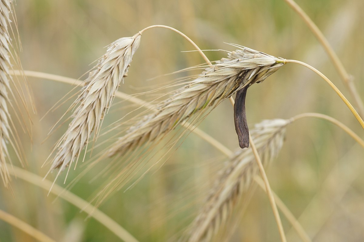 Close-up photograph of a head of rye with a dark, elongated ergot fungus (Claviceps purpurea) growing on it. Other rye heads are visible in the blurred background.