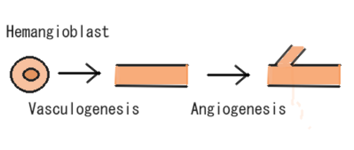 Diagram illustrating the process of vasculogenesis and angiogenesis from a hemangioblast. The diagram shows a hemangioblast cell developing into a vessel through vasculogenesis, and then branching through angiogenesis.