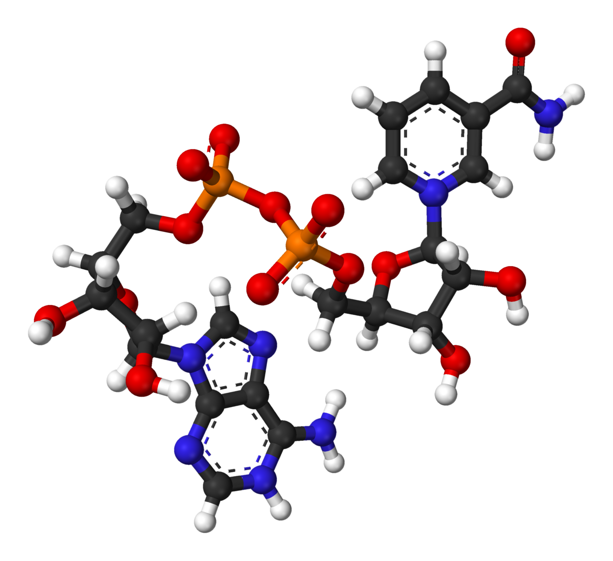A ball-and-stick model depicts the oxidized form of Nicotinamide Adenine Dinucleotide (NAD+). The model shows carbon atoms in black, oxygen in red, nitrogen in blue, phosphorus in orange, and hydrogen in white.