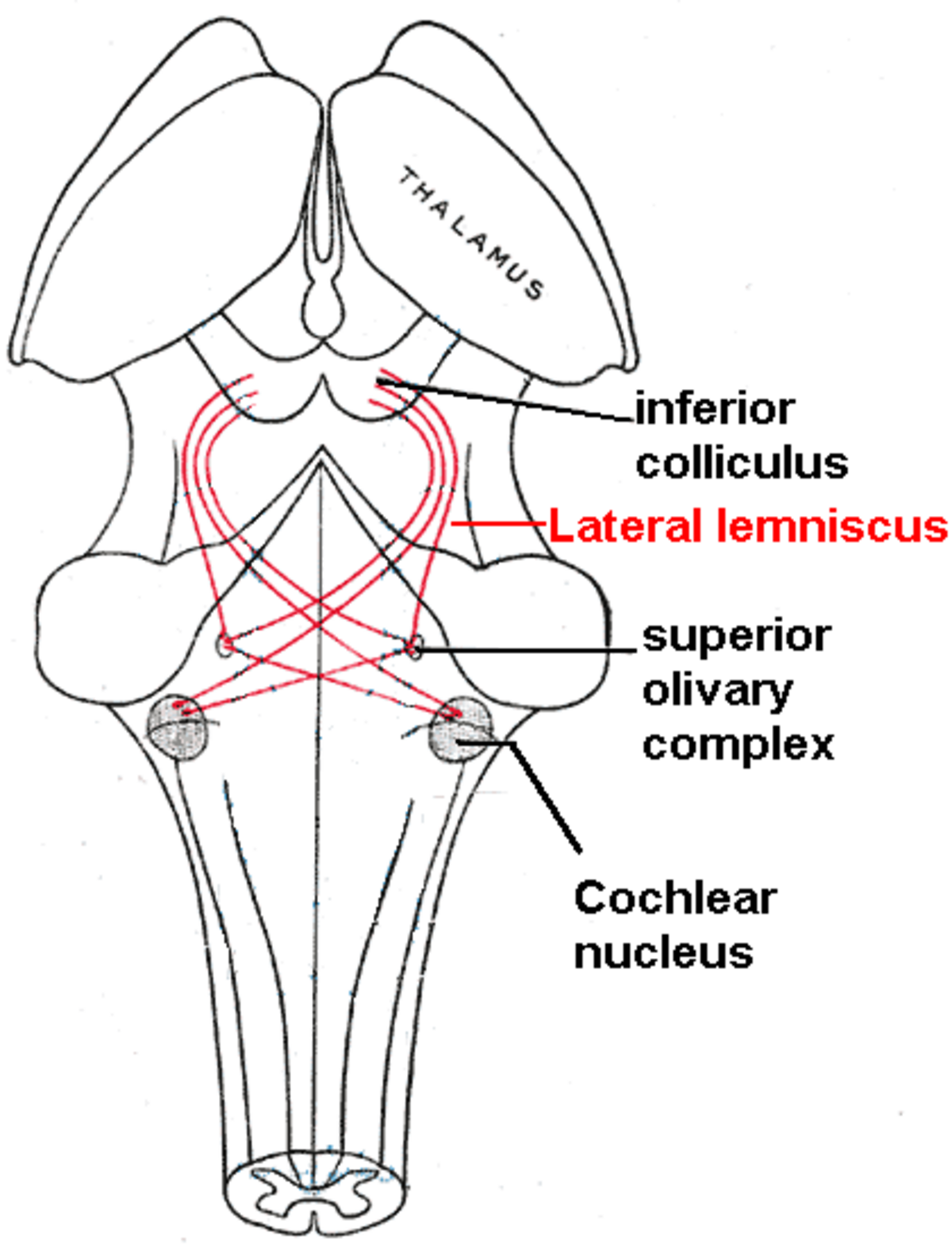 Diagram of the human brainstem and thalamus, highlighting the auditory pathways. The lateral lemniscus is shown in red, connecting the superior olivary complex and cochlear nucleus to the inferior colliculus, with the thalamus at the top.
