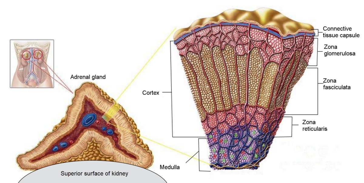 Diagram illustrating the adrenal gland's location and detailed internal structure. The adrenal gland is shown superior to the kidney, with a magnified cross-section detailing the connective tissue capsule, cortex (zona glomerulosa, zona fasciculata, zona reticularis), and medulla.