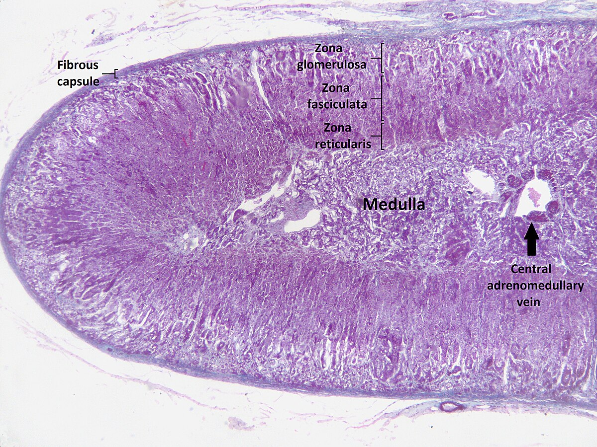 A microscopic section of a human adrenal gland, stained purple and blue, showing its distinct layers. Labeled components include the "Fibrous capsule", "Zona glomerulosa", "Zona fasciculata", "Zona reticularis", "Medulla", and the "Central adrenomedullary vein" indicated by an arrow.