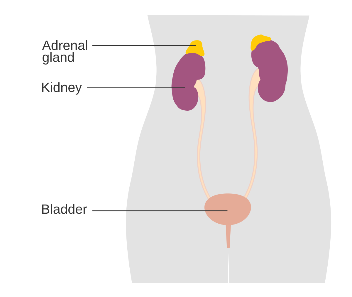 A diagram showing the position of the adrenal glands in the human body, located superior to the kidneys. The diagram labels the 'Adrenal gland', 'Kidney', and 'Bladder' within a simplified outline of a torso.