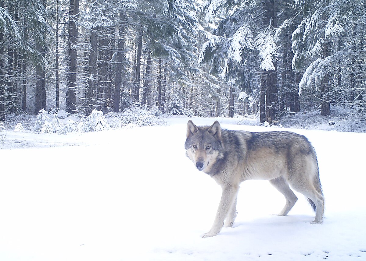 A lone wolf stands in a snowy forest, looking towards the viewer. The forest is covered in snow, with evergreen trees visible in the background.