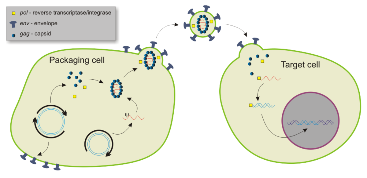 Diagram illustrating the packaging and transduction process by a lentiviral vector. The diagram shows a packaging cell producing lentiviral particles, which then infect a target cell, leading to the integration of viral genetic material into the host genome. Key components are labeled: pol, reverse transcriptase/integrase, env, envelope, and gag, capsid.