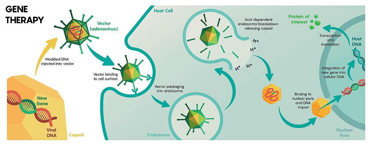Diagram illustrating viral vector-based gene therapy, showing the process of a modified adenovirus delivering a new gene into a host cell. The steps include modified DNA injected into the vector, vector binding to the cell surface, vector packaging into an endosome, acid-dependent endosomal breakdown releasing the capsid, binding to the nuclear pore, DNA import, and integration of the new gene into cellular DNA, leading to transcription and translation of the protein of interest.