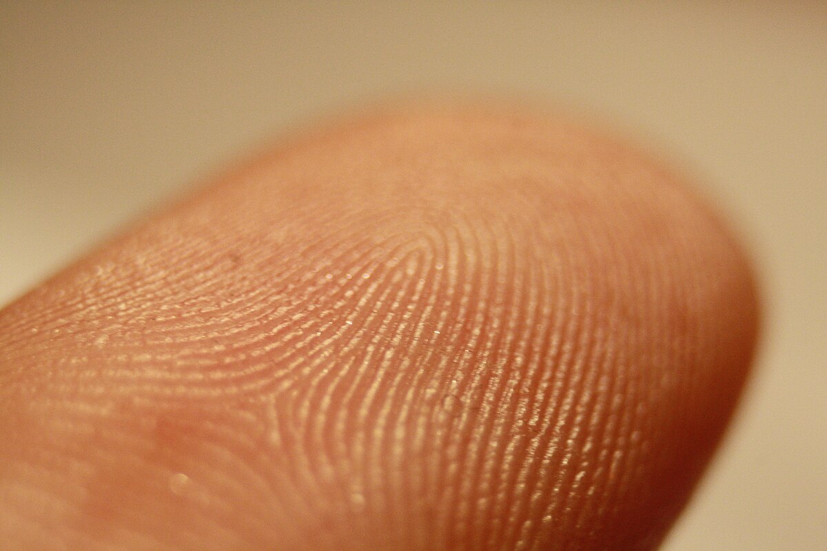 Macro photograph showing the friction ridges on a male finger in Třebíč, Třebíč District. The skin texture and individual ridges are clearly visible.