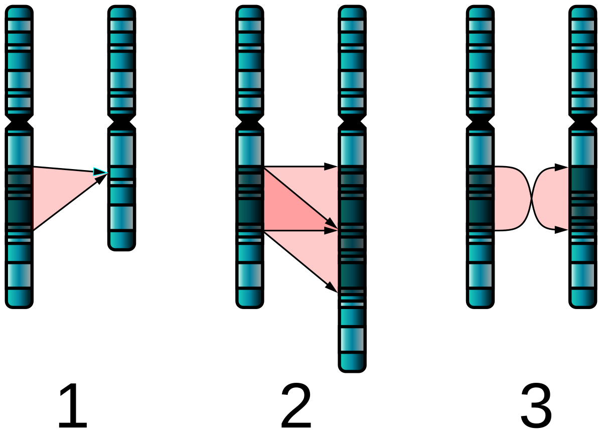 Diagram illustrating three major types of single-chromosome mutations: deletion (1), duplication (2), and inversion (3). Each mutation is shown with arrows indicating the change in the chromosome structure, where deletion removes a segment, duplication adds an extra segment, and inversion reverses a segment.