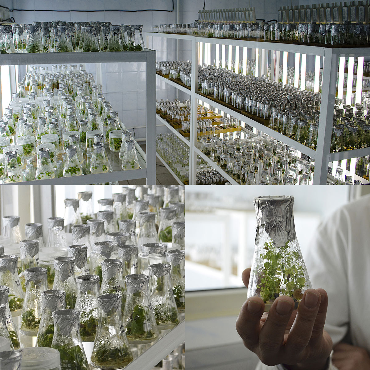 A four-panel image showing a laboratory for microclonal plant propagation, with numerous glass flasks containing cloned plants in various stages of growth. The bottom right panel shows a hand holding one of the flasks, demonstrating the scale of the in vitro cultures.
