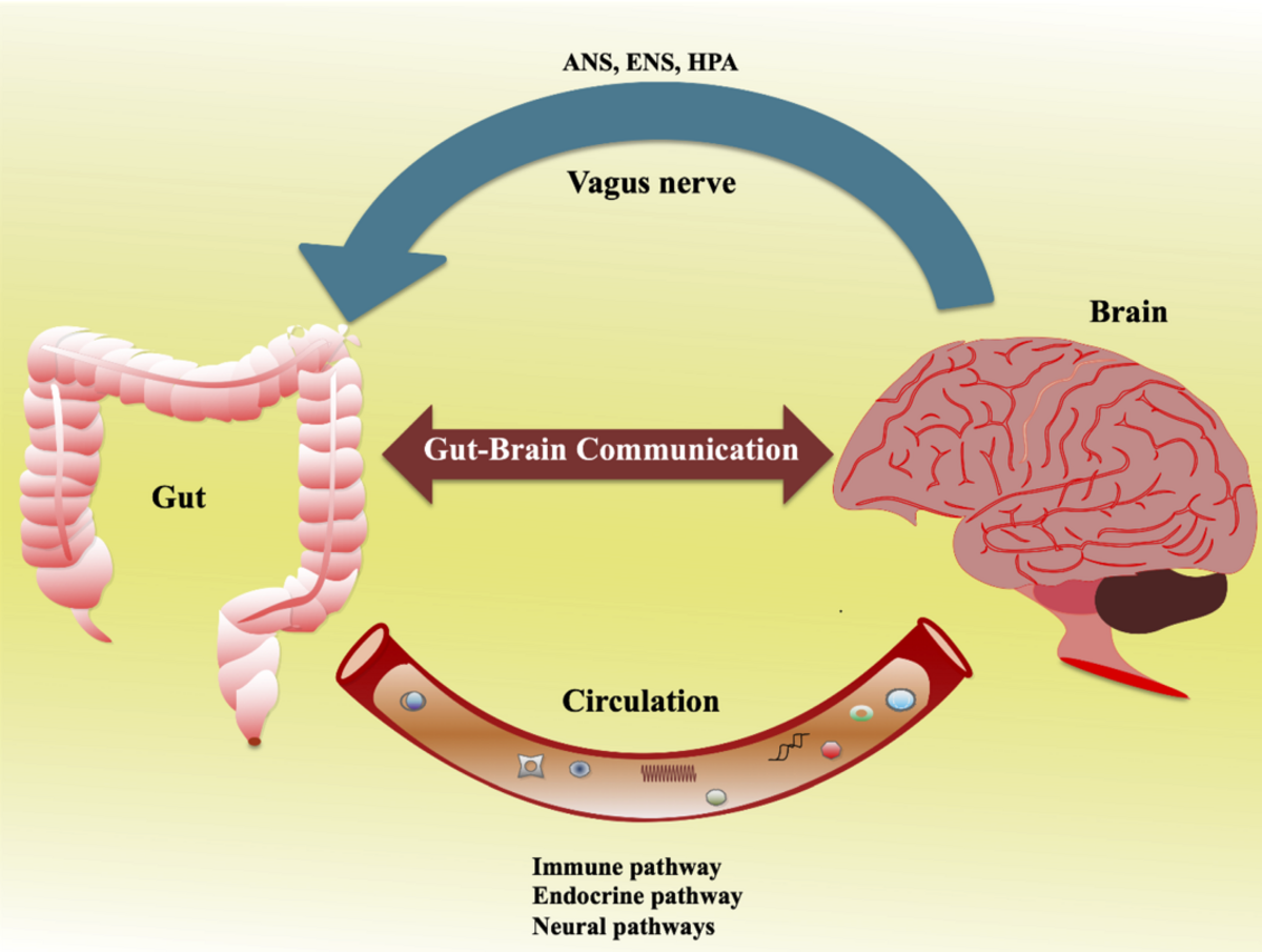 A diagram illustrates the Gut-Brain Communication axis, showing a bidirectional relationship between the gut and the brain. The vagus nerve connects the brain and gut, while circulation provides immune, endocrine, and neural pathways for communication.