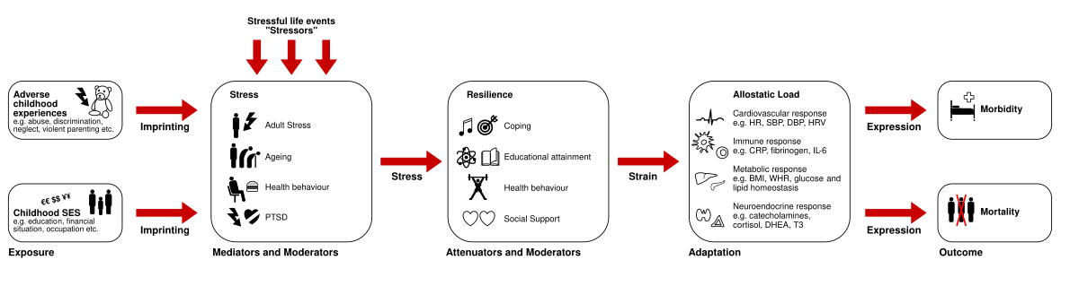 Diagram illustrating the allostatic load model, showing pathways from exposure to adverse experiences and childhood ACEs, through mediators and moderators of stress, to allostatic load and ultimately mortality. Key stages include "Exposure," "Mediators and Moderators" (Adult Stress, Aging, Health behavior, PTSD), "Attenuators and Moderators" (Resilience, Coping, Educational attainment, Health behavior, Social Support), "Adaptation," and "Outcomes" (Mortality). Allostatic load is broken down into cardiovascular/metabolic, immune response, metabolic response, and neuroendocrine response.