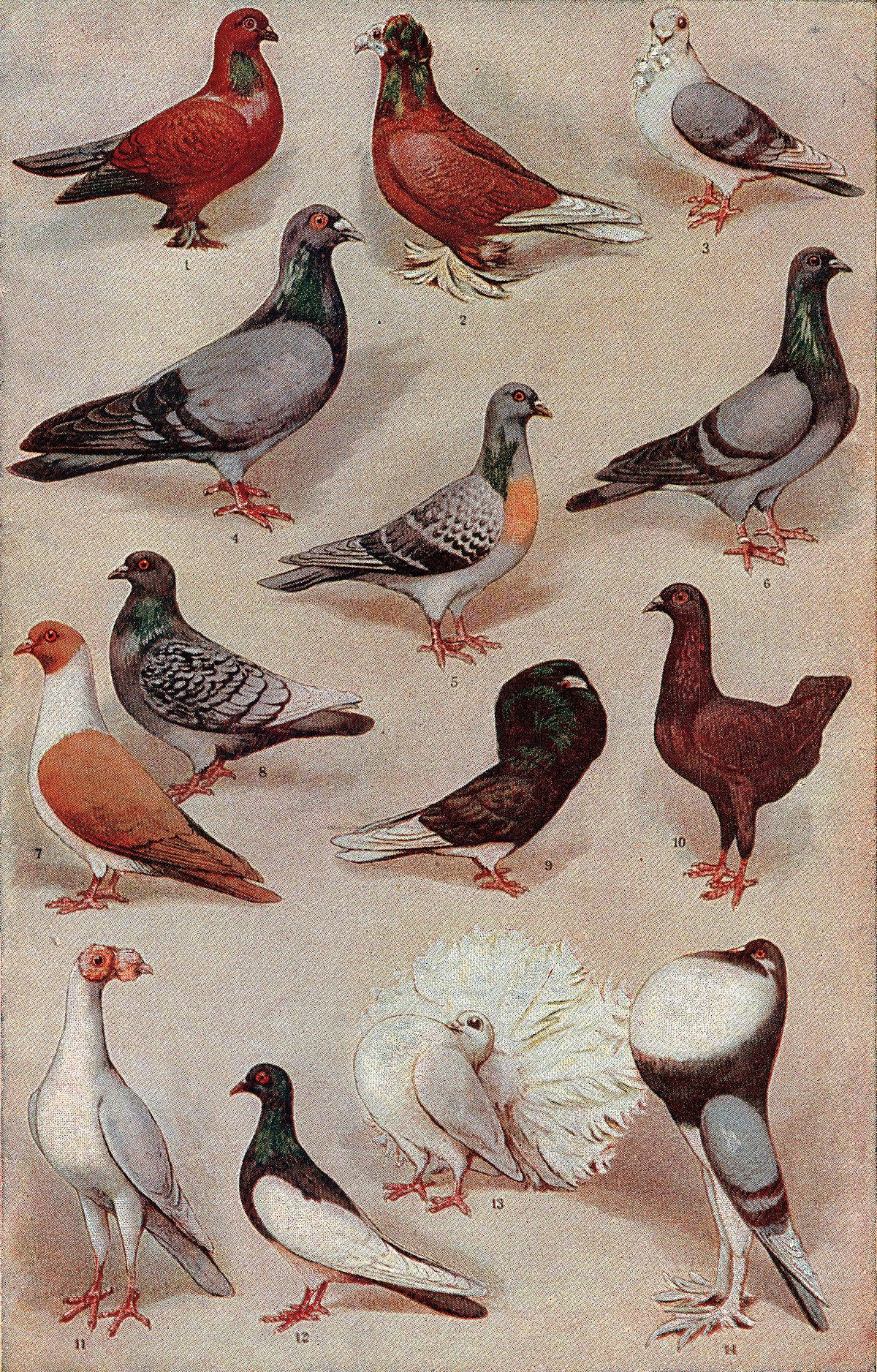 An illustration depicting various breeds of pigeons, including Tumblers (1, 12), Fantails (13), and Pouters (14). The pigeons are numbered 1 through 14, showcasing the diversity created through selective breeding.