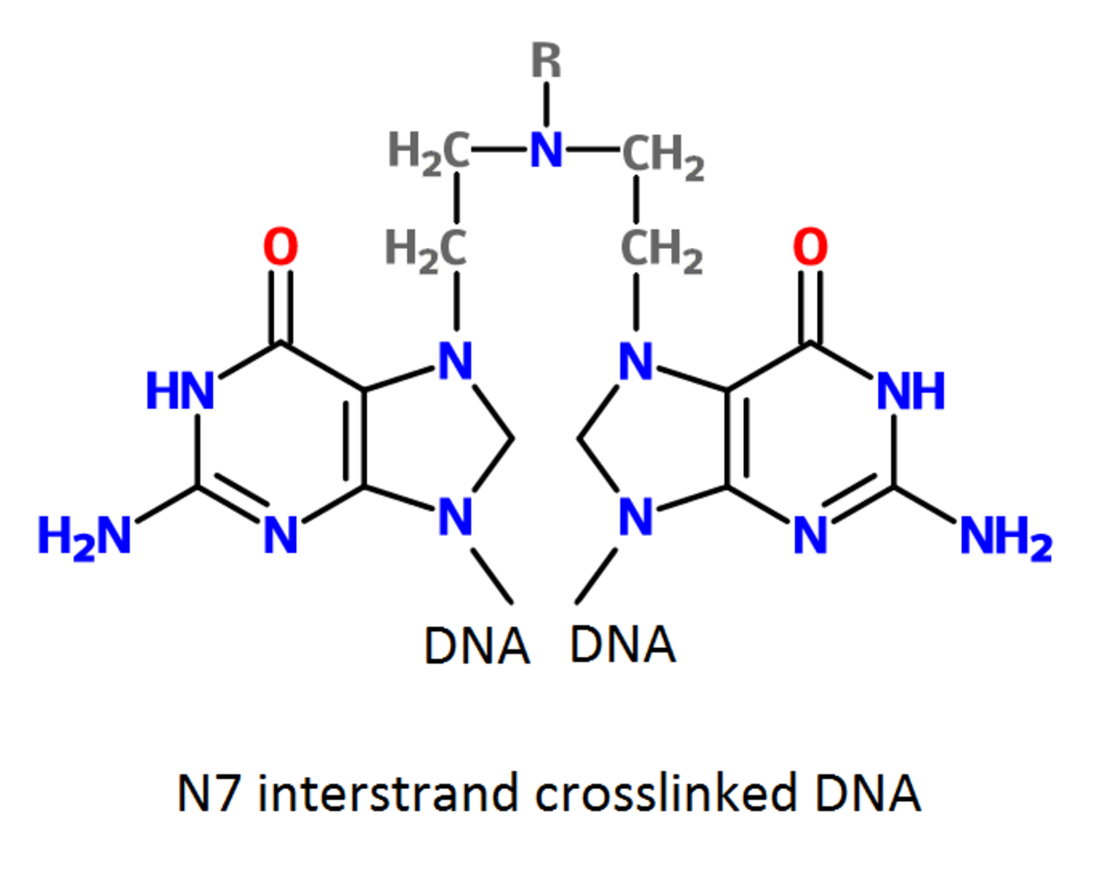 Chemical structure diagram illustrating two DNA bases cross-linked by a nitrogen mustard molecule. The nitrogen mustard, with a variable R group, is shown alkylating the N7 nitrogen of two guanine bases, forming an N7 interstrand crosslinked DNA.
