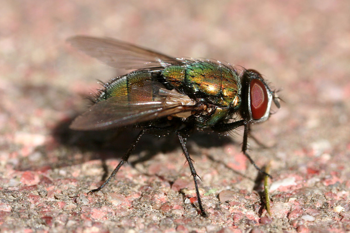 Close-up photograph of a green bottle fly, identified as Lucilia sericata, resting on a textured surface. The fly exhibits iridescent green and copper coloration on its body, prominent red compound eyes, and translucent wings.