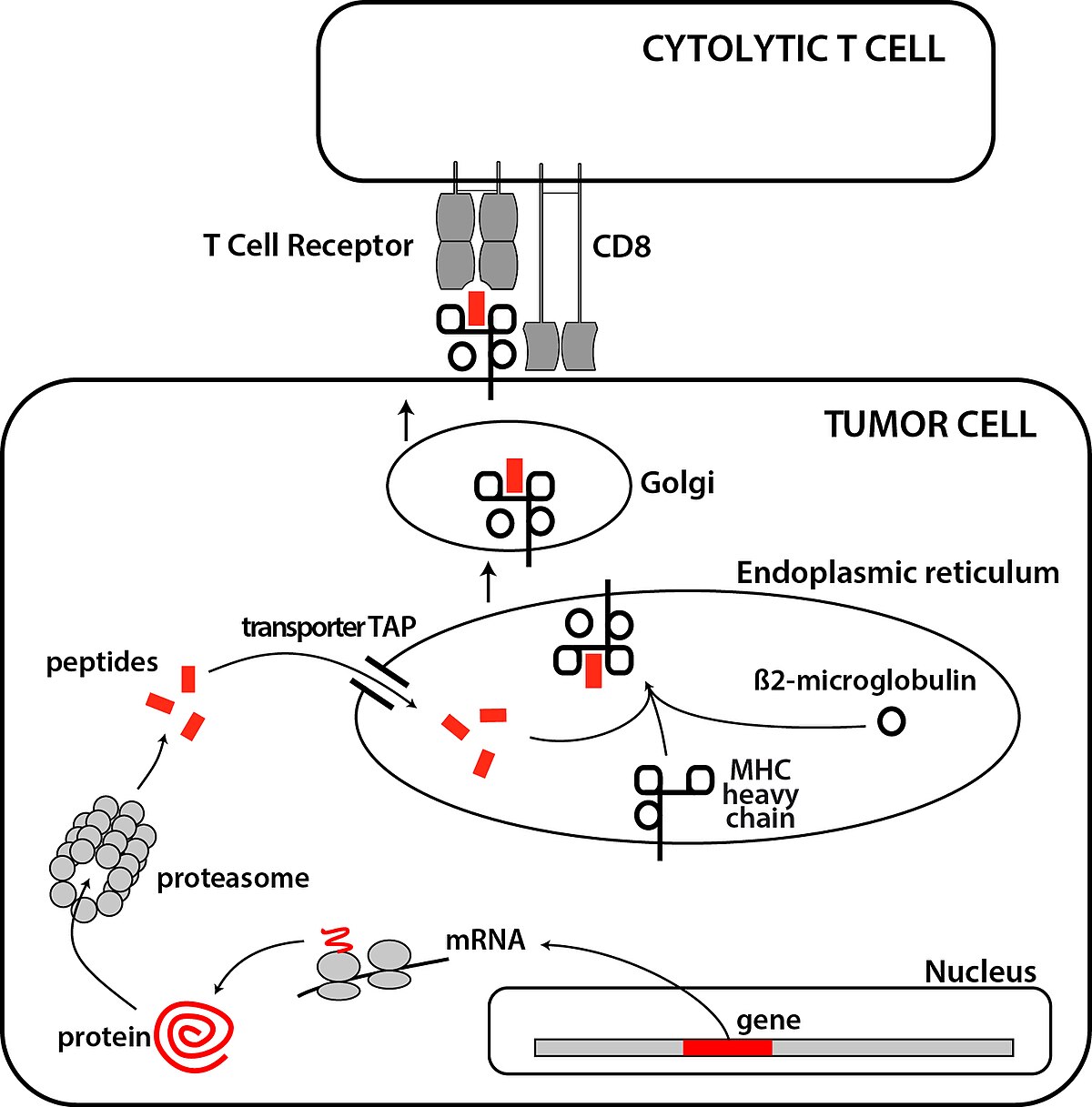 Diagram showing the processing of tumor antigens recognized by CD8+ T cells within a tumor cell. Peptides are processed by the proteasome, loaded onto MHC class I molecules via transporter TAP, and presented to the T cell receptor on a Cytolytic T cell.