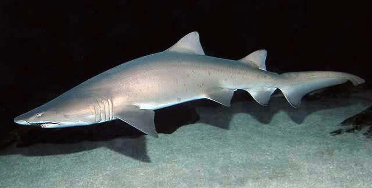 Underwater photograph of a sand tiger shark (Carcharias taurus) swimming over a sandy bottom in dark water. The shark has a streamlined body, two dorsal fins, and a long caudal fin.