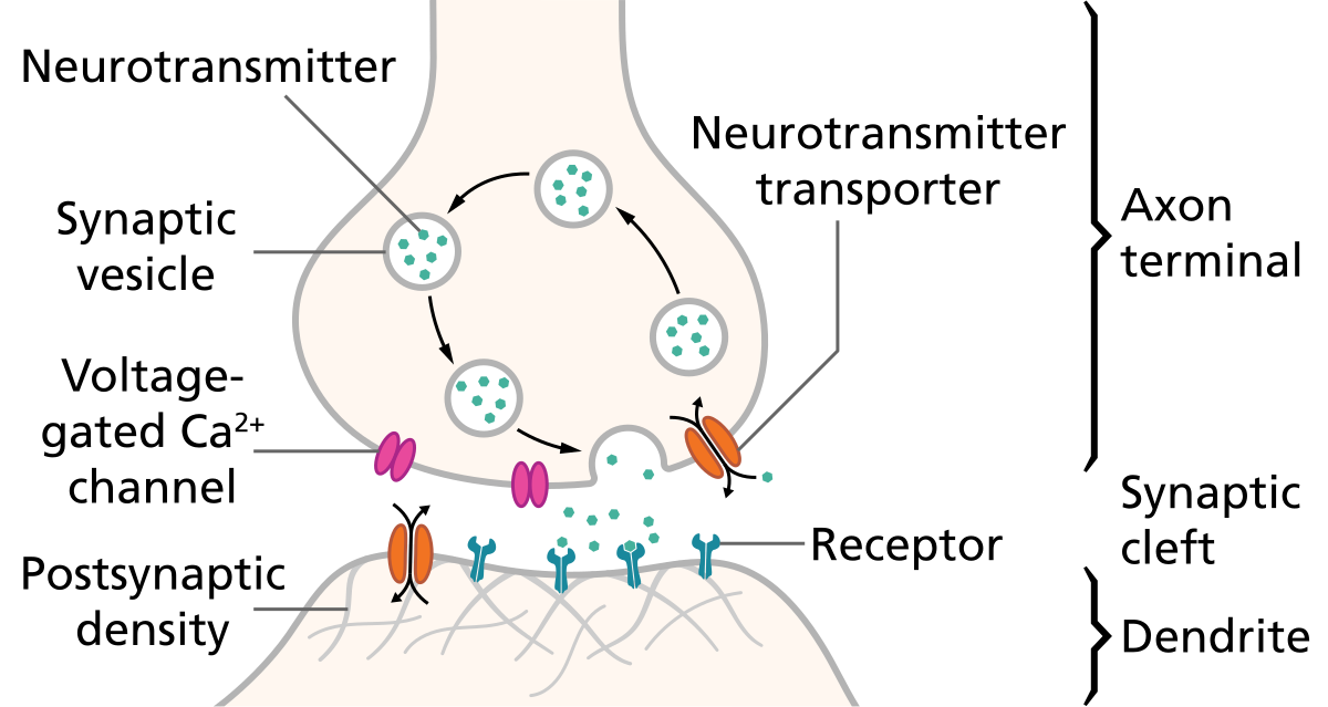 Schematic diagram of a synapse, showing the axon terminal, synaptic cleft, and dendrite. Key components labeled include neurotransmitters, synaptic vesicles, voltage-gated Ca2+ channels, neurotransmitter transporters, postsynaptic density, and receptors.