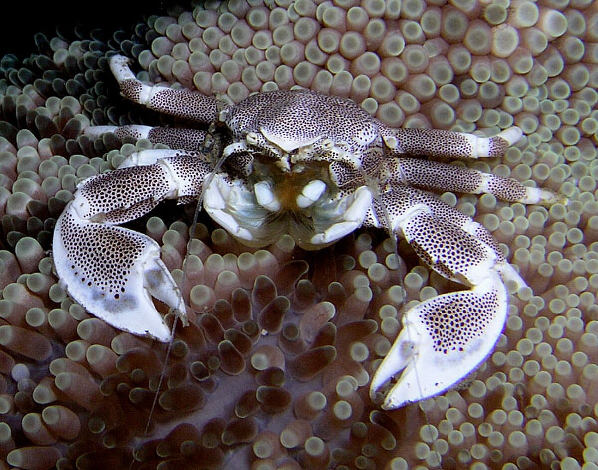 A Neopetrolisthes maculatus, or spotted porcelain crab, is camouflaged against the textured surface of a sea anemone. The crab's white and brown spotted pattern helps it blend in with its host.