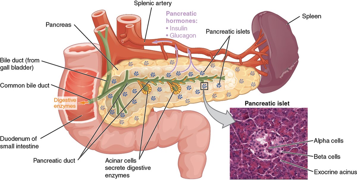 Diagram illustrating the anatomy of the pancreas and its role in digestion and hormone secretion, showing its connection to the duodenum, spleen, and major blood vessels. Labels include "Pancreas," "Splenic artery," "Spleen," "Pancreatic islets," "Pancreatic hormones: Insulin, Glucagon," "Bile duct (from gall bladder)," "Common bile duct," "Duodenum of small intestine," "Digestive enzymes," "Pancreatic duct," "Acinar cells secrete digestive enzymes," "Pancreatic islet" with alpha cells, beta cells, and exocrine acinus.