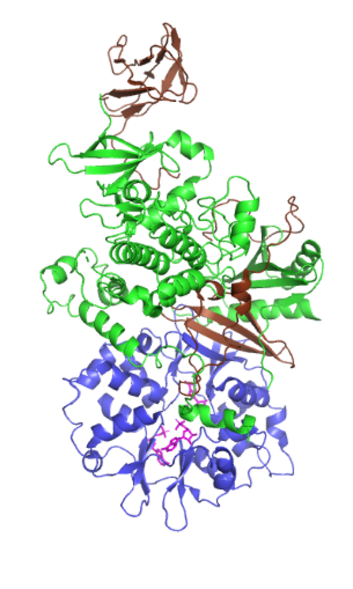 Molecular ribbon diagram of active AMP-activated protein kinase (AMPK) showing its heterotrimeric structure. The complex consists of a catalytic alpha subunit in green, a beta subunit in brown, and a gamma subunit in blue, with a pink adenosine monophosphate (AMP) molecule bound to the regulatory site.