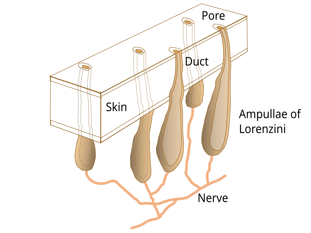Diagram illustrating the Ampullae of Lorenzini, showing pores on the skin surface leading to ducts that connect to sensory ampullae, which are innervated by nerves. Labeled components include "Pore", "Duct", "Skin", "Ampullae of Lorenzini", and "Nerve".