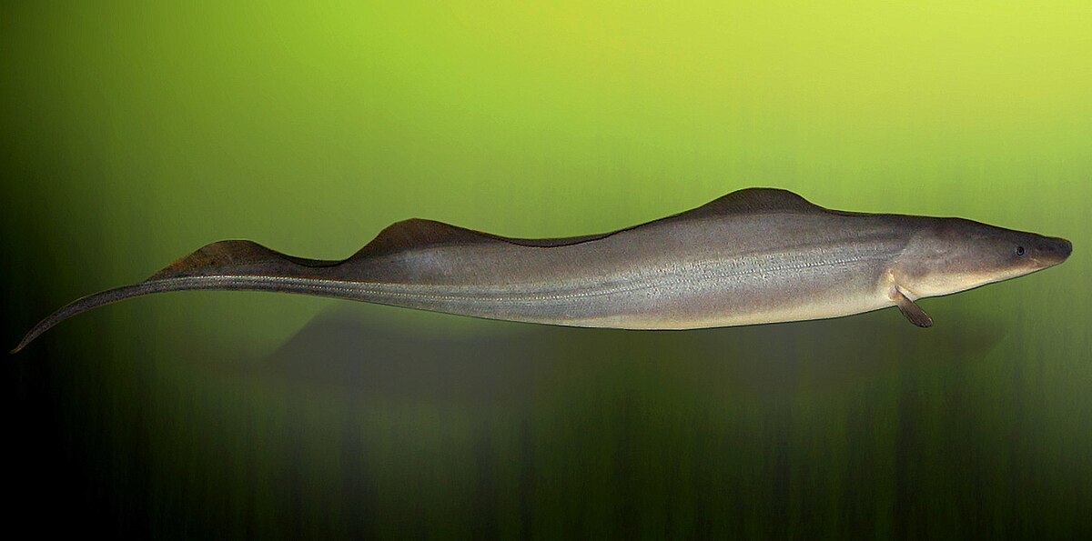 A Gymnarchus niloticus fish, also known as the African knifefish, is shown in profile against a green background. This species was central to Hans Lissmann's 1950 discovery of electroreception.