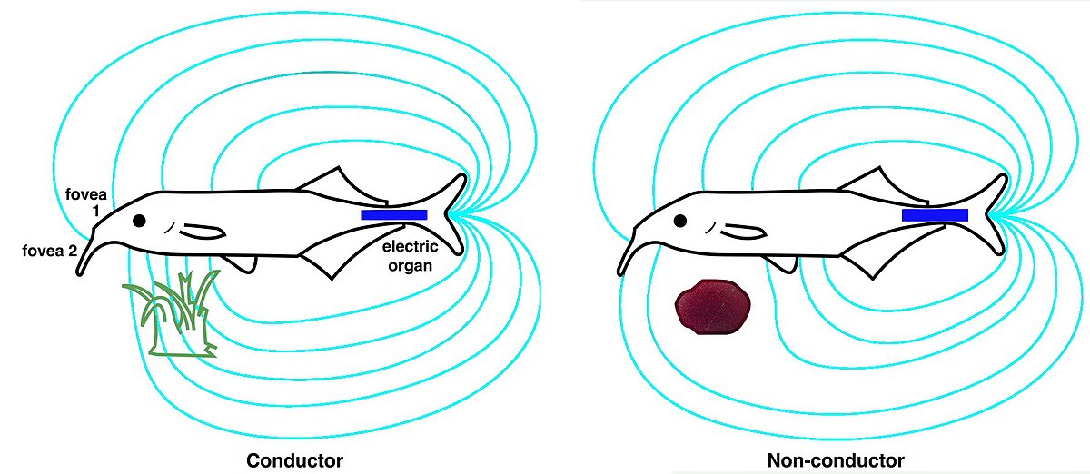 Diagram illustrating scene analysis in electroreception, showing electric field lines around a fish in two scenarios: with a conductor and a non-conductor. The fish has labeled "fovea 1" and "fovea 2" near its head and an "electric organ" near its tail, generating electric field lines shown in light blue.