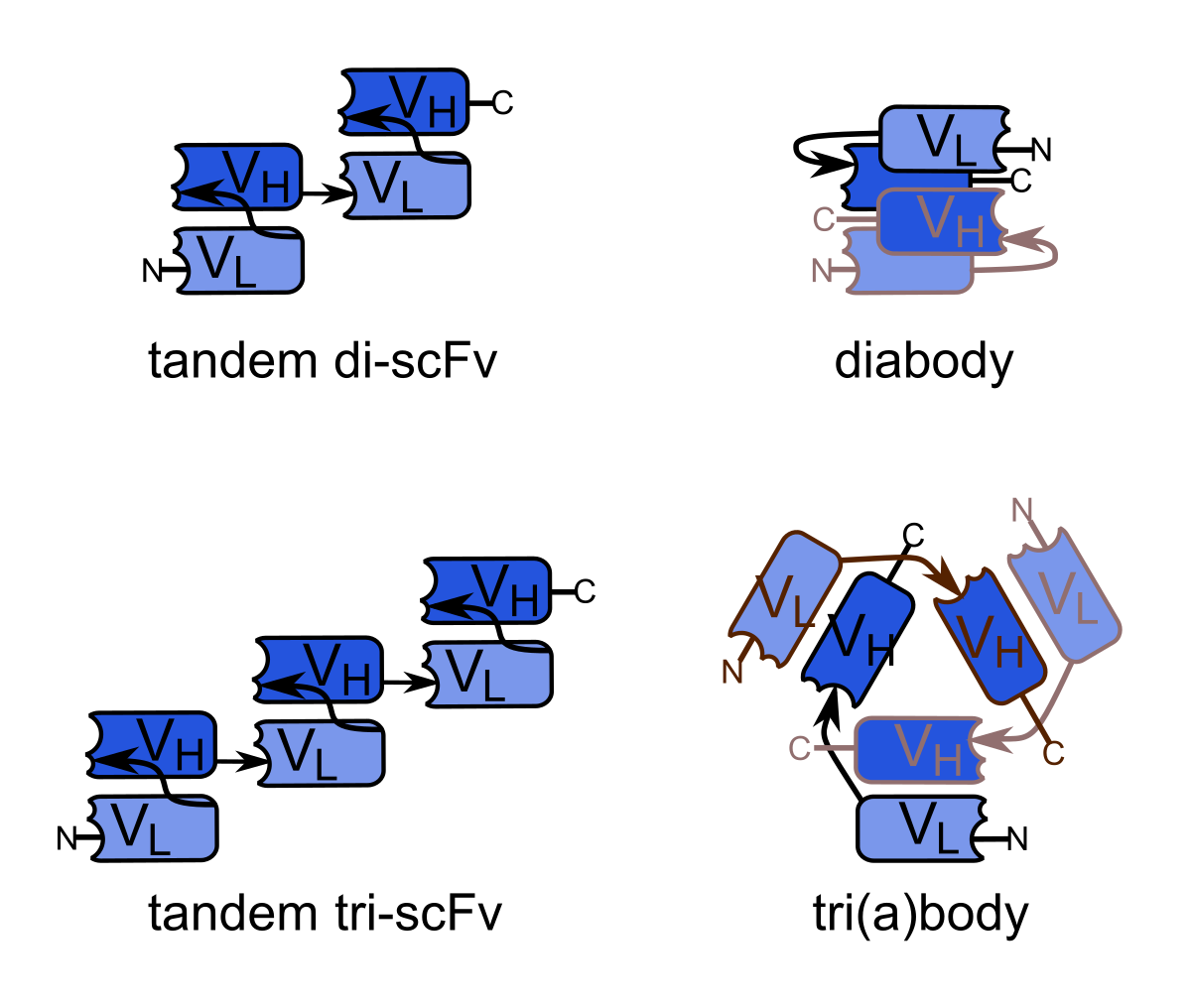 Diagram showing the structure of polyvalent single-chain variable fragments (scFvs), including divalent and trivalent forms. The top row shows a tandem di-scFv and a diabody, while the bottom row illustrates a tandem tri-scFv and a tri(a)body, all composed of VH and VL domains with N and C termini.