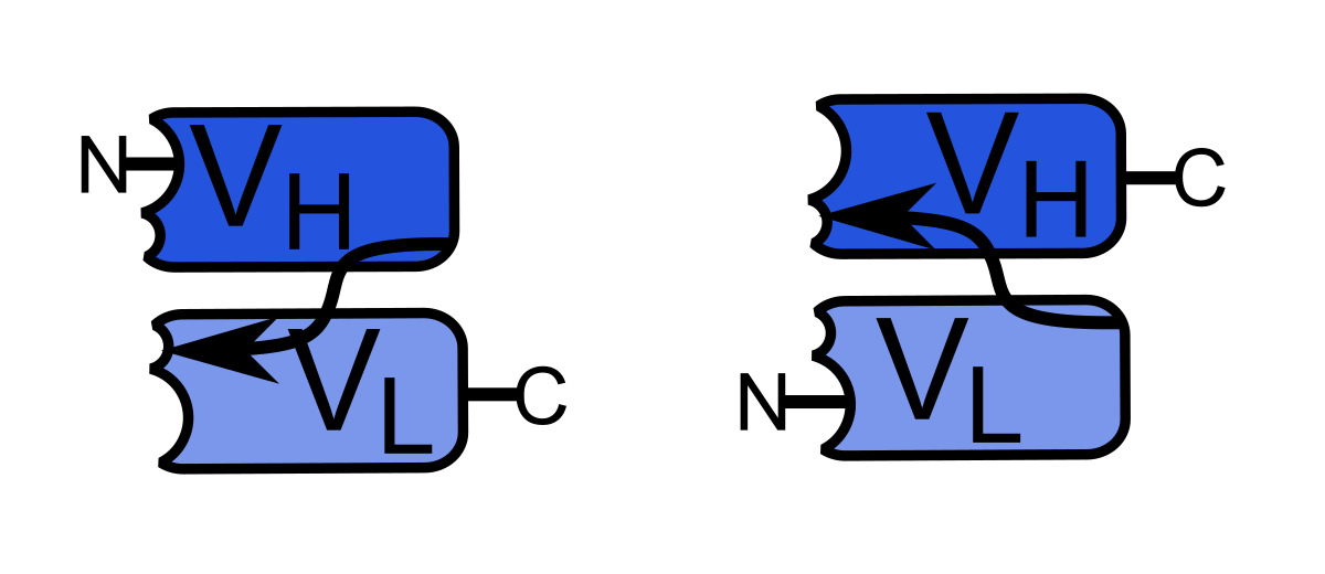 Diagram illustrating the two possible structures of a single-chain variable fragment (scFv). Both structures show a heavy chain variable domain (VH) and a light chain variable domain (VL), connected by a linker peptide indicated by arrows, with N-termini on the left and C-termini on the right.