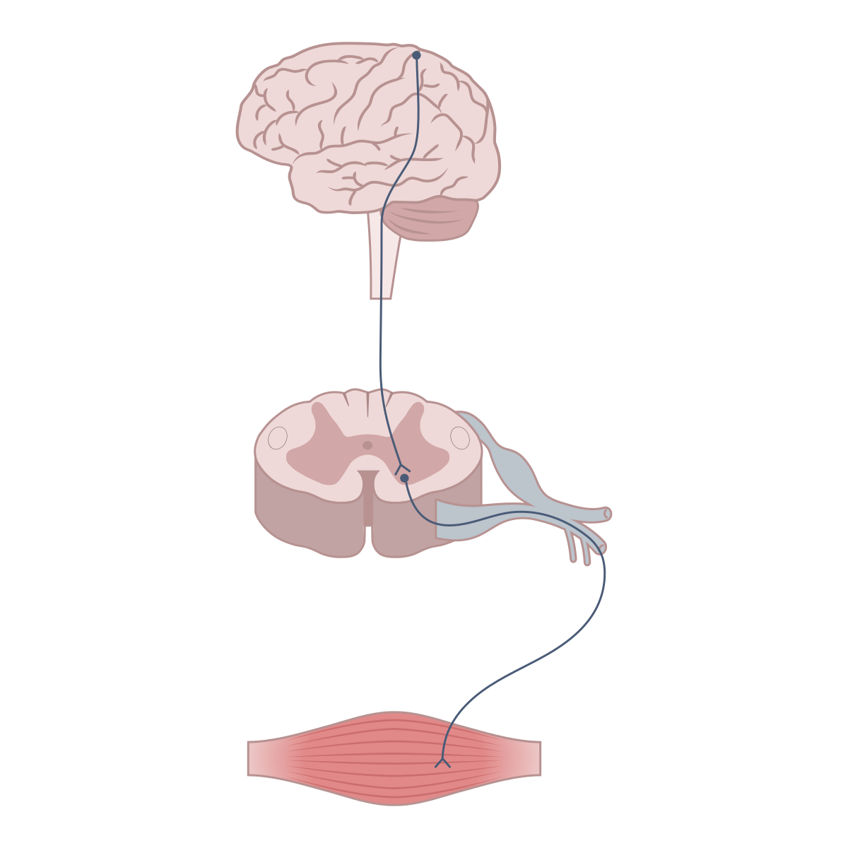 Diagram illustrating the connection between the brain, spinal cord, and a muscle, representing the central and peripheral nervous systems. A neural pathway originates in the brain, descends through the spinal cord's anterior horn, and innervates a muscle.