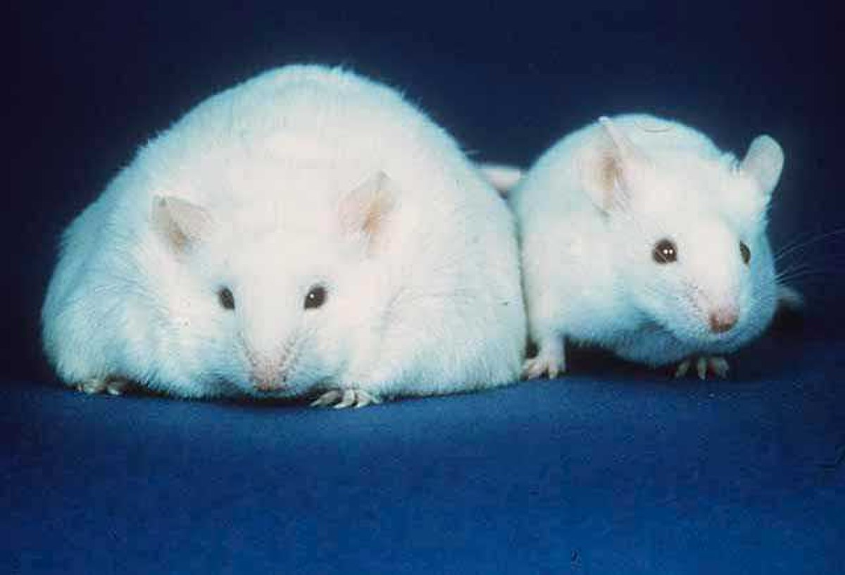 A comparison of two white mice, with an obese mouse on the left and a normal-weight mouse on the right, illustrating the effects of leptin deficiency. The obese mouse is unable to produce leptin, leading to increased body fat, while the normal-weight mouse is active and healthy.
