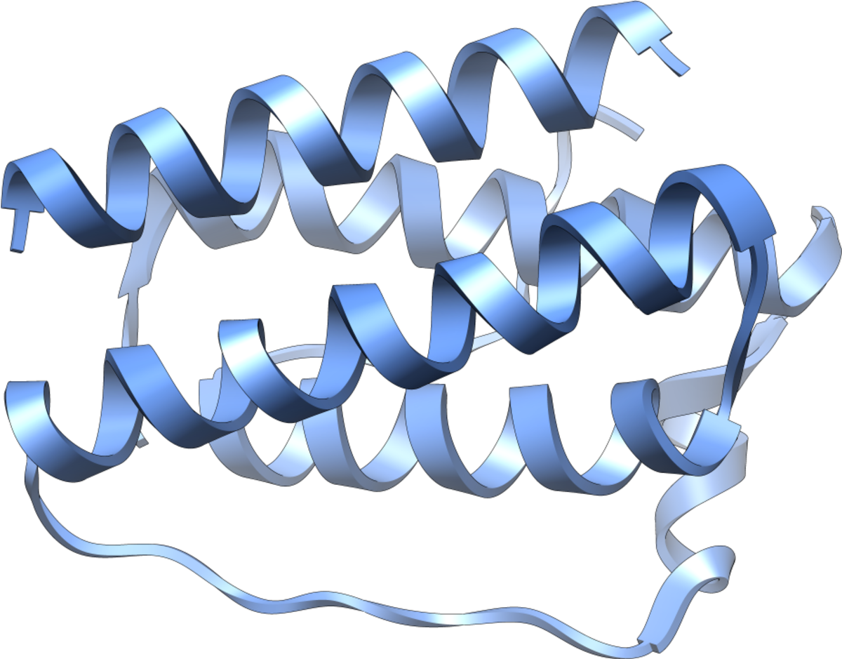 A 3D ribbon diagram of the protein leptin, showing its alpha-helical structure in shades of blue. The protein is folded into a compact, globular shape with multiple helical segments.