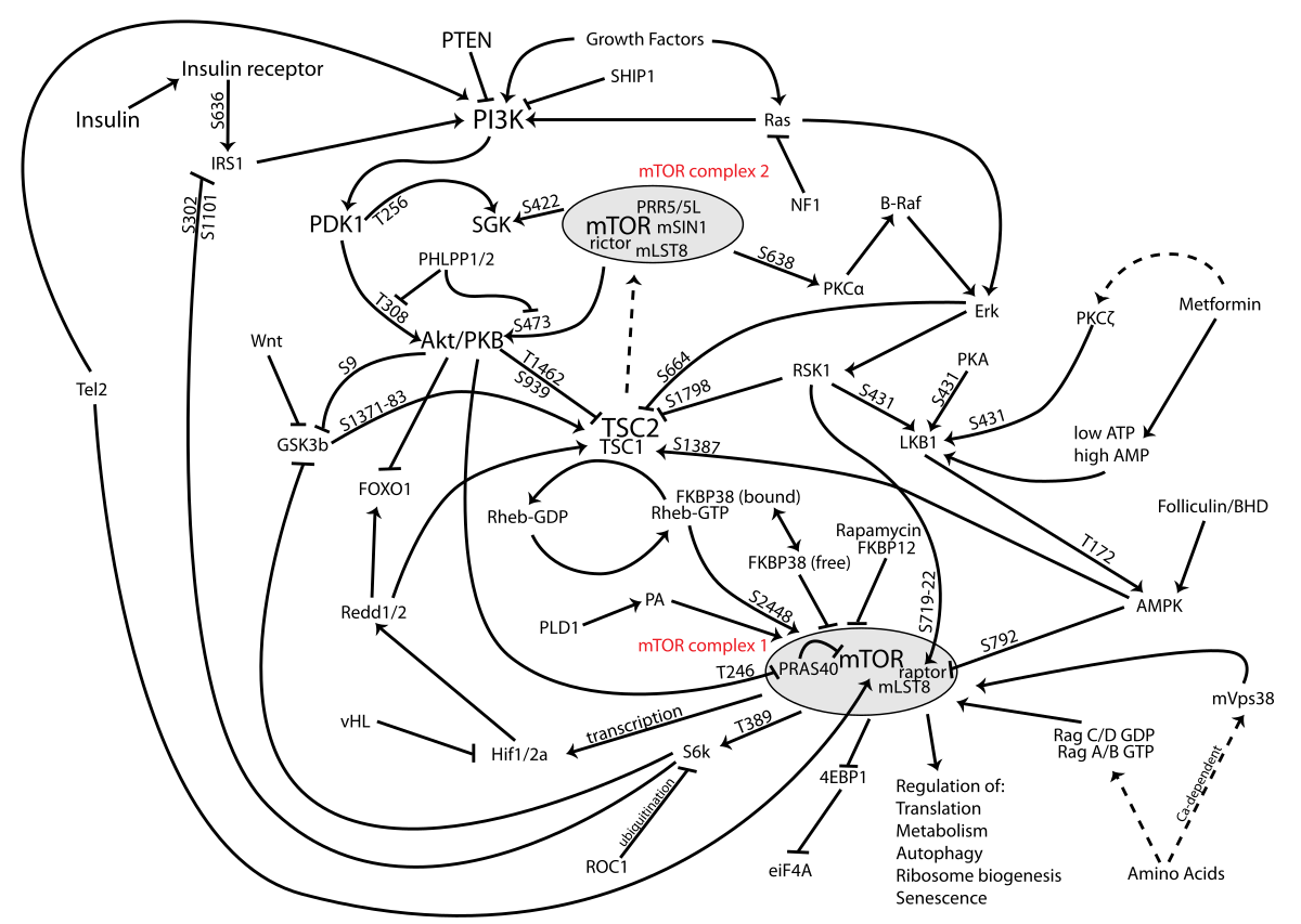 Diagram illustrating the mTOR signaling pathway, showing various proteins and their interactions. Key components include "mTOR complex 1" and "mTOR complex 2", along with upstream regulators like "Insulin receptor", "PI3K", "Akt/PKB", and downstream effectors such as "Regulation of: Translation, Metabolism, Autophagy, Ribosome biogenesis, Senescence". Metformin is shown to inhibit the pathway.