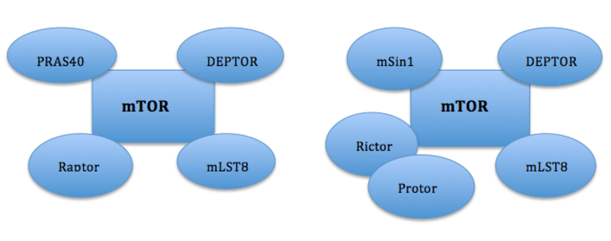 A schematic diagram illustrates the components of mTOR complexes, with mTORC1 on the left and mTORC2 on the right. mTORC1 includes mTOR, PRAS40, DEPTOR, Raptor, and mLST8, while mTORC2 includes mTOR, mSin1, DEPTOR, Rictor, Protor, and mLST8.