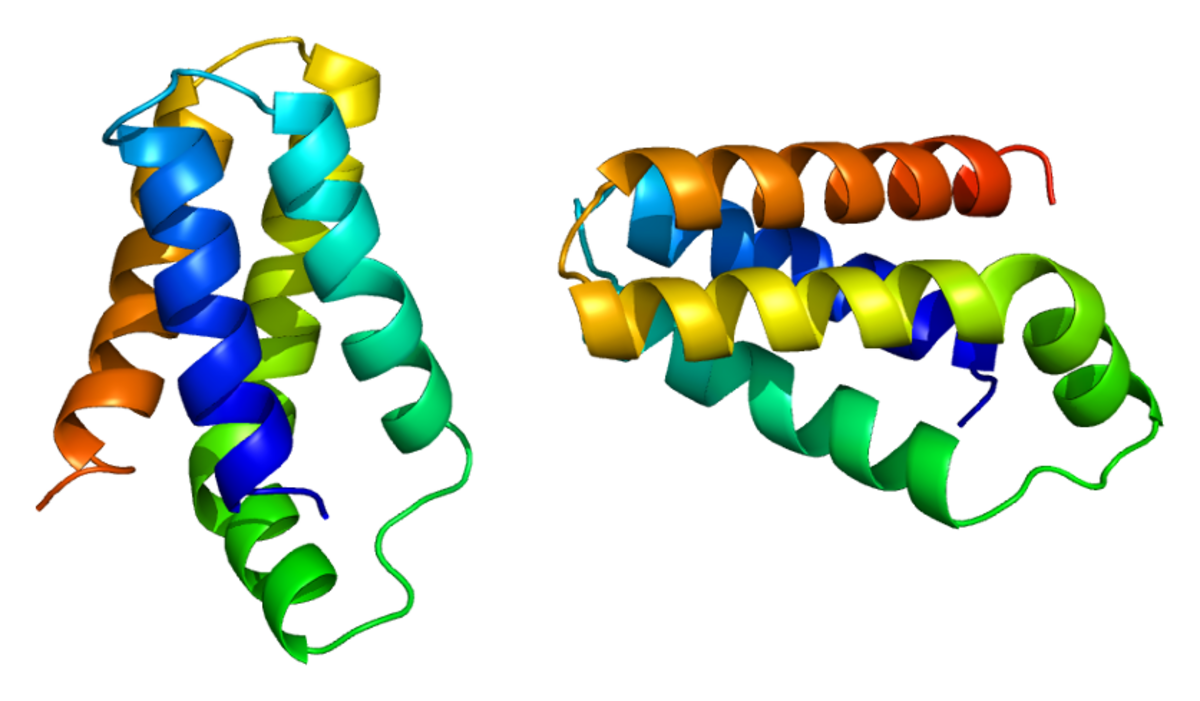 Two rainbow-colored ribbon diagrams depict the protein FRAP1 (mTOR) from PDB 1aue, showing its helical structure. The colors transition from blue to red, indicating the protein's sequence from N-terminus to C-terminus.