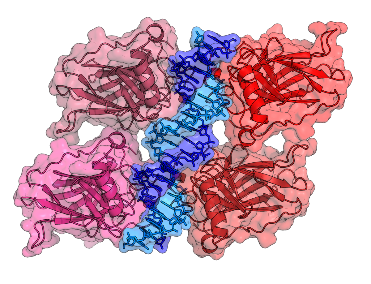 Crystal structure of four p53 DNA-binding domains, forming a homo-tetramer, bound to a DNA double helix. The four p53 domains are colored in shades of red and pink, while the DNA is shown in shades of blue.