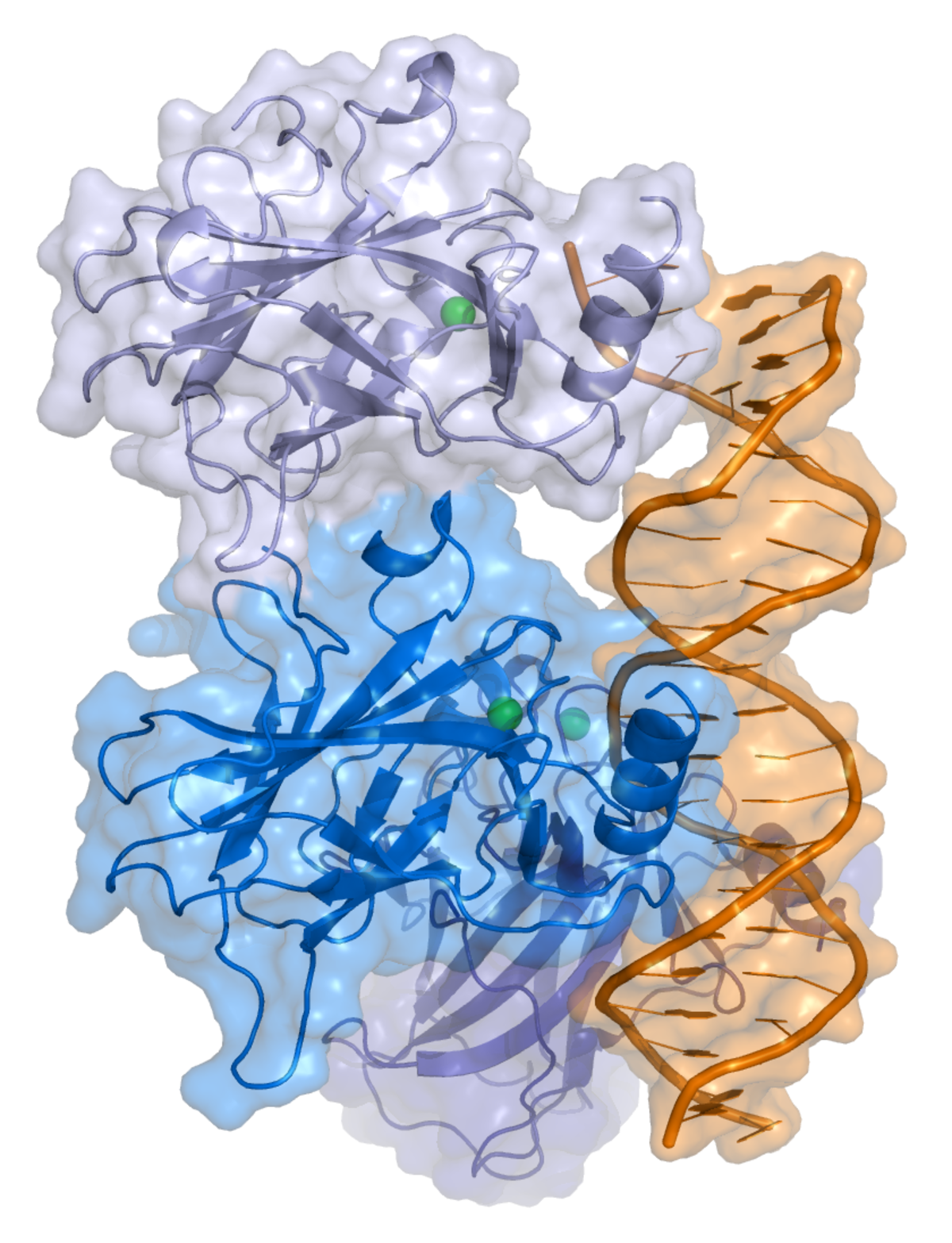 Molecular model of the p53 protein (blue and light blue) bound to a DNA double helix (orange). The protein shows a ribbon diagram within a translucent surface representation, with two green spheres indicating metal ions.