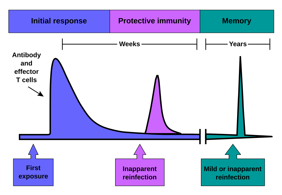 Graph illustrating the time course of an immune response, showing the initial response, protective immunity, and memory phases over weeks and years. The graph plots antibody and effector T cells activity, demonstrating a primary response after first exposure and a more rapid, stronger secondary response after inapparent reinfection, leading to mild or unapparent later reinfections.