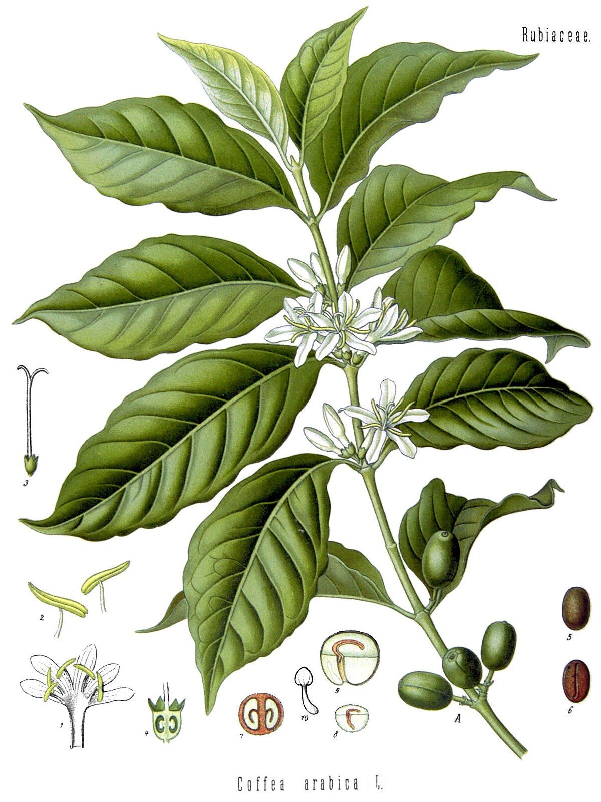 A botanical illustration of Coffea arabica, showing a branch with leaves, white flowers, and green coffee cherries. Detailed insets illustrate the flower's anatomy, a cross-section of the fruit, and individual coffee beans.