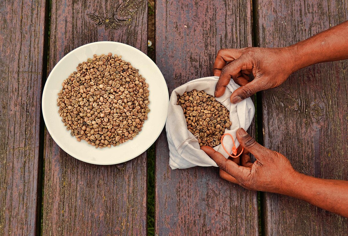 A pair of hands is shown scooping unroasted green coffee beans from a white cloth bag into a white plate, both resting on a wooden surface. The beans are light green to brown in color, indicating they have not yet been roasted.
