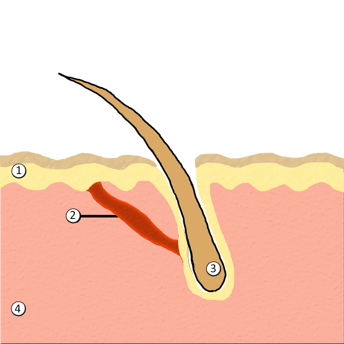 Diagram illustrating piloerection, or goosebumps, showing the arrector pili muscle contracting to erect a hair follicle. Key components are labeled: 1) Epidermis, 2) Arrector pili muscle, 3) Hair follicle, and 4) Dermis.