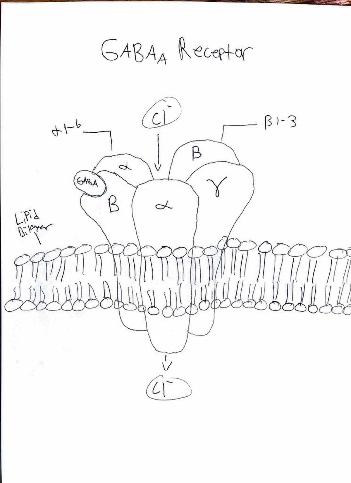 Hand-drawn diagram illustrating the general structure of a GABA-A Receptor embedded in a lipid bilayer. The receptor shows alpha (α), beta (β), and gamma (γ) subunits, with chloride ions (Cl-) passing through, and GABA binding to the receptor.