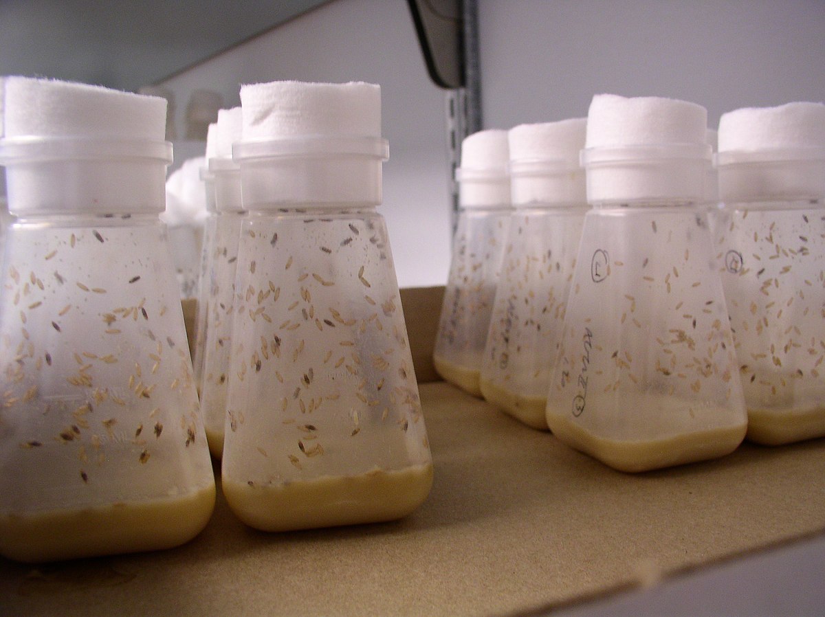 A laboratory setup showing multiple plastic jars containing Drosophila melanogaster (fruit flies) and their food medium. The jars are arranged on a shelf, indicating a typical environment for genetics experiments.